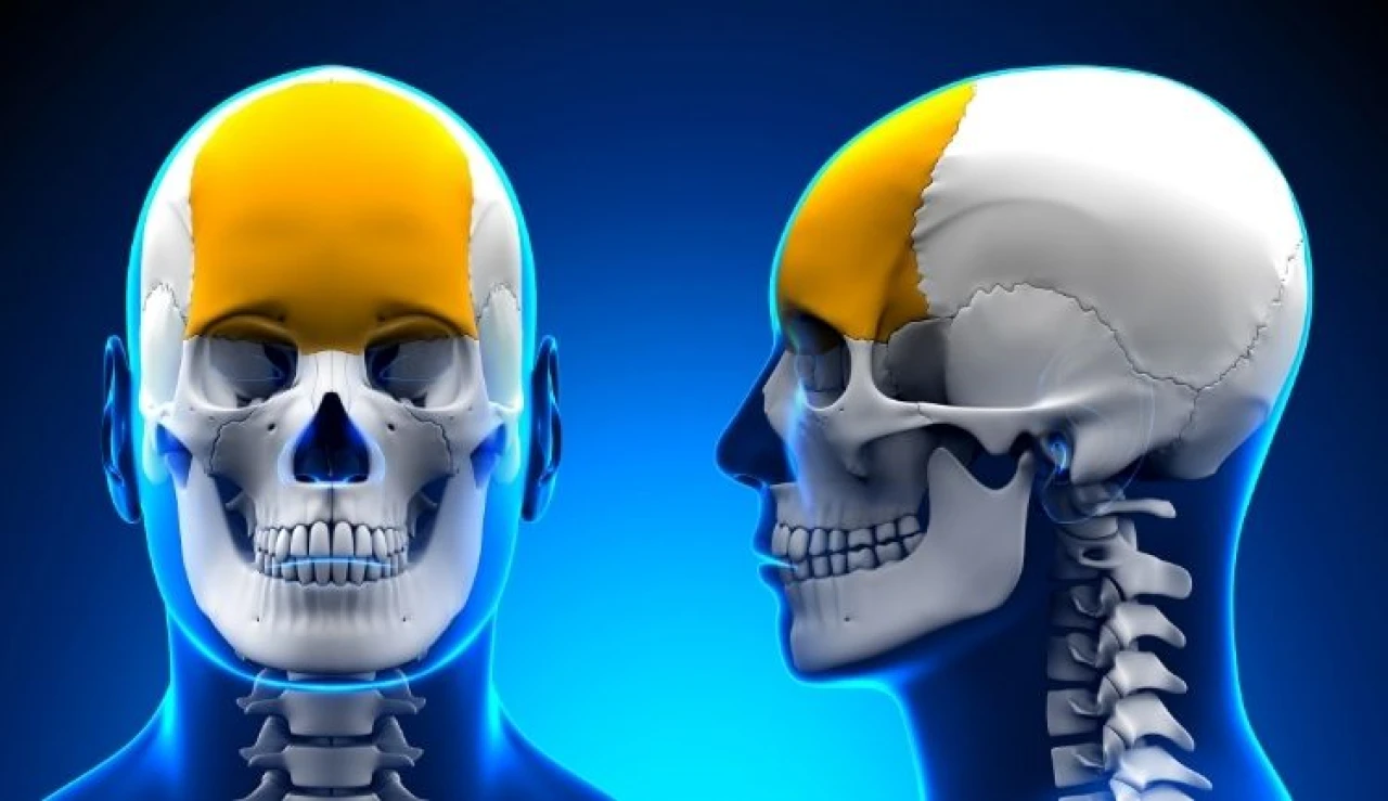 Frontal Lob Nedir? Görevleri Nelerdir?