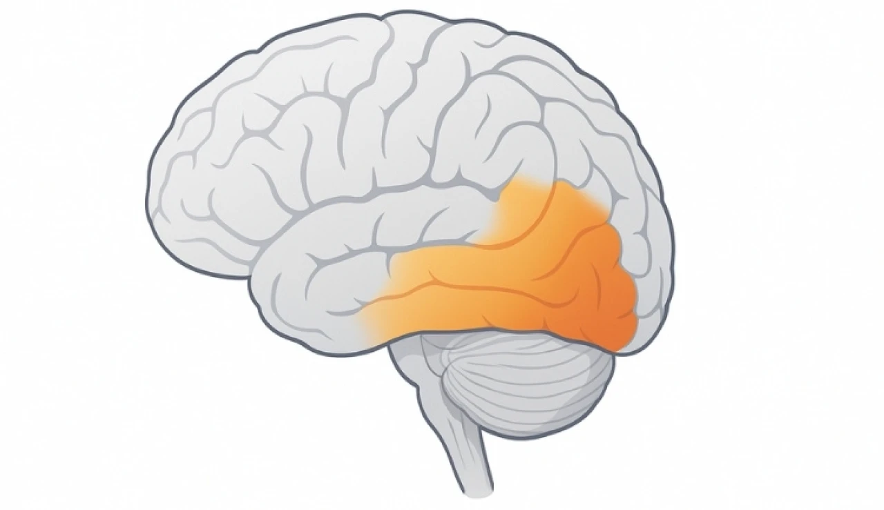Temporal Lob Nedir? Görevleri Nelerdir?