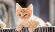 Rüyada Kedi Görmenin Psikolojik Yorumu ve Anlamı