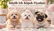 2026 Küçük Irk Köpek Fiyatları: Maltipoo, Maltese Terrier ve Pug Karşılaştırması