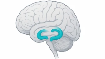 Hipokampus Nedir? Hafızayı Nasıl Etkiler?