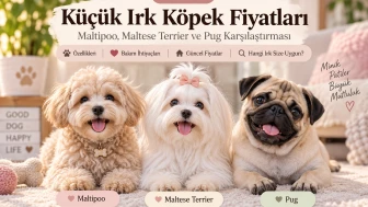 2026 Küçük Irk Köpek Fiyatları: Maltipoo, Maltese Terrier ve Pug Karşılaştırması