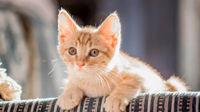 Rüyada Kedi Görmenin Psikolojik Yorumu ve Anlamı