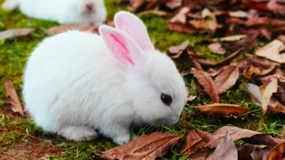 Rüyada Tavşan Görmenin Psikolojik Yorumu ve Anlamı