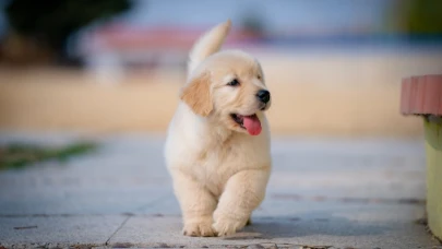 Rüyada Köpek Görmenin Psikolojik Yorumu ve Anlamı
