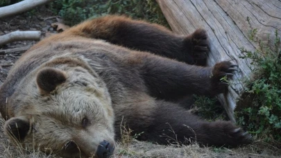 Rüyada Ayı Görmenin Psikolojik Yorumu ve Anlamı