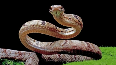 Rüyada Yılan Görmenin Psikolojik Yorumu ve Anlamı